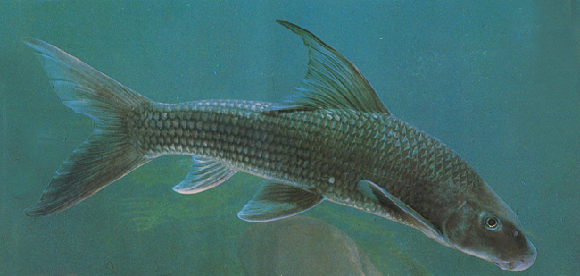 Loài cá này có tên khoa học là Semilabeo obscurus, phân bố tại các sông lớn ở các tỉnh miền núi phía Bắc như sông Đà, sông Thao, sông Chảy, sông Lô, sông Gâm. Ảnh: Vncreatures.net.